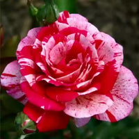 Non-gmo rose samen for home gardening