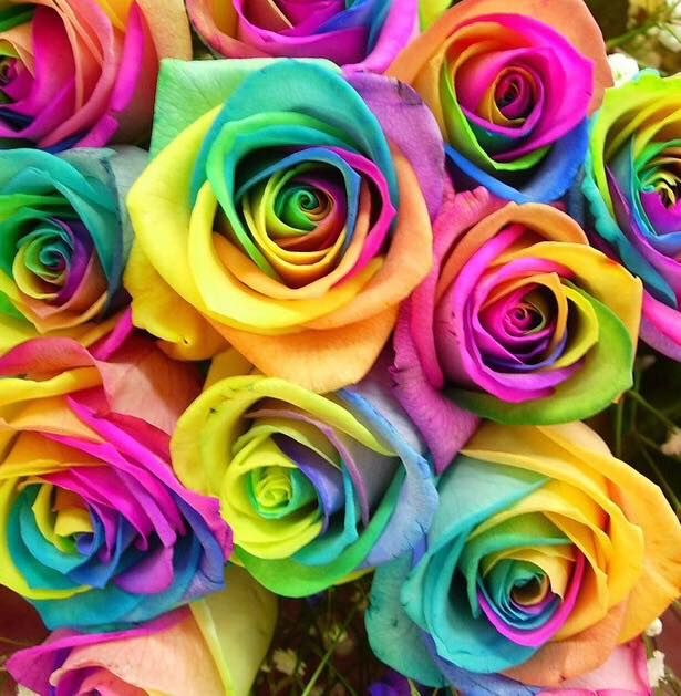 Non-gmo mixed rose samen for anpflanzung