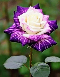 Non-gmo weiß & lila rose blume samen for anpflanzung