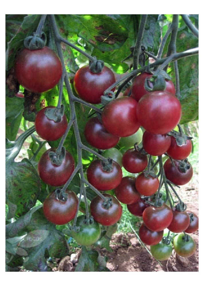 Non-gmo rosella tomato samen für garten