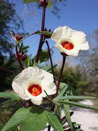 Non-gmo roselle hibiscus samen rot calyx edible blume pflanze