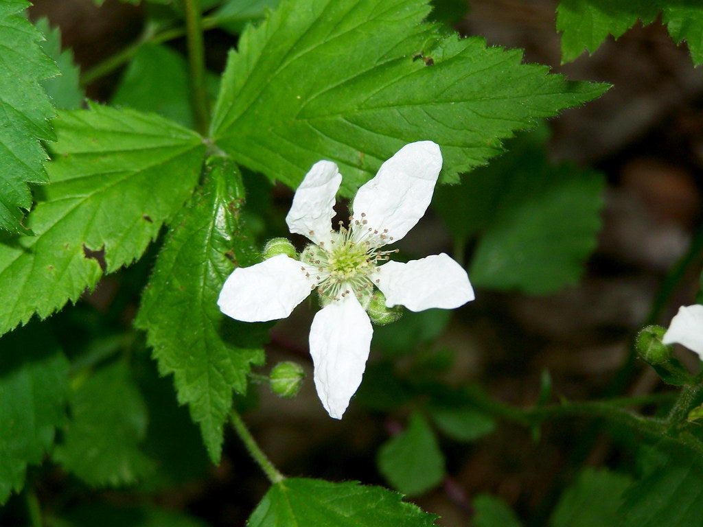 Non-gmo rubus cuneifolius samen