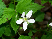 Non-gmo rubus cuneifolius samen
