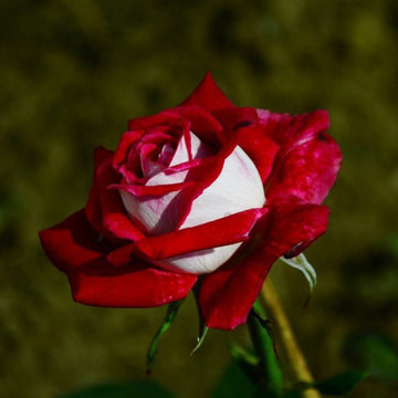 Non-gmo ruby dark rot rose samen for home gardening