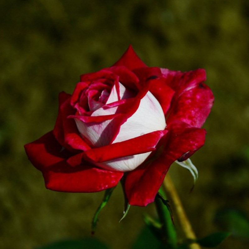 Non-gmo ruby dark rot rose samen for home gardening