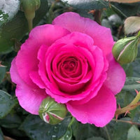 Non-gmo ruby rose samen for home gardening