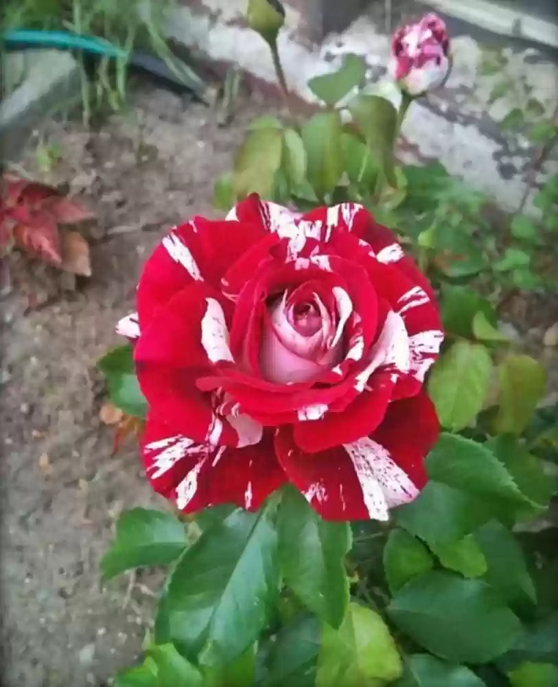 Non-gmo ruby rose blume samen for gardening