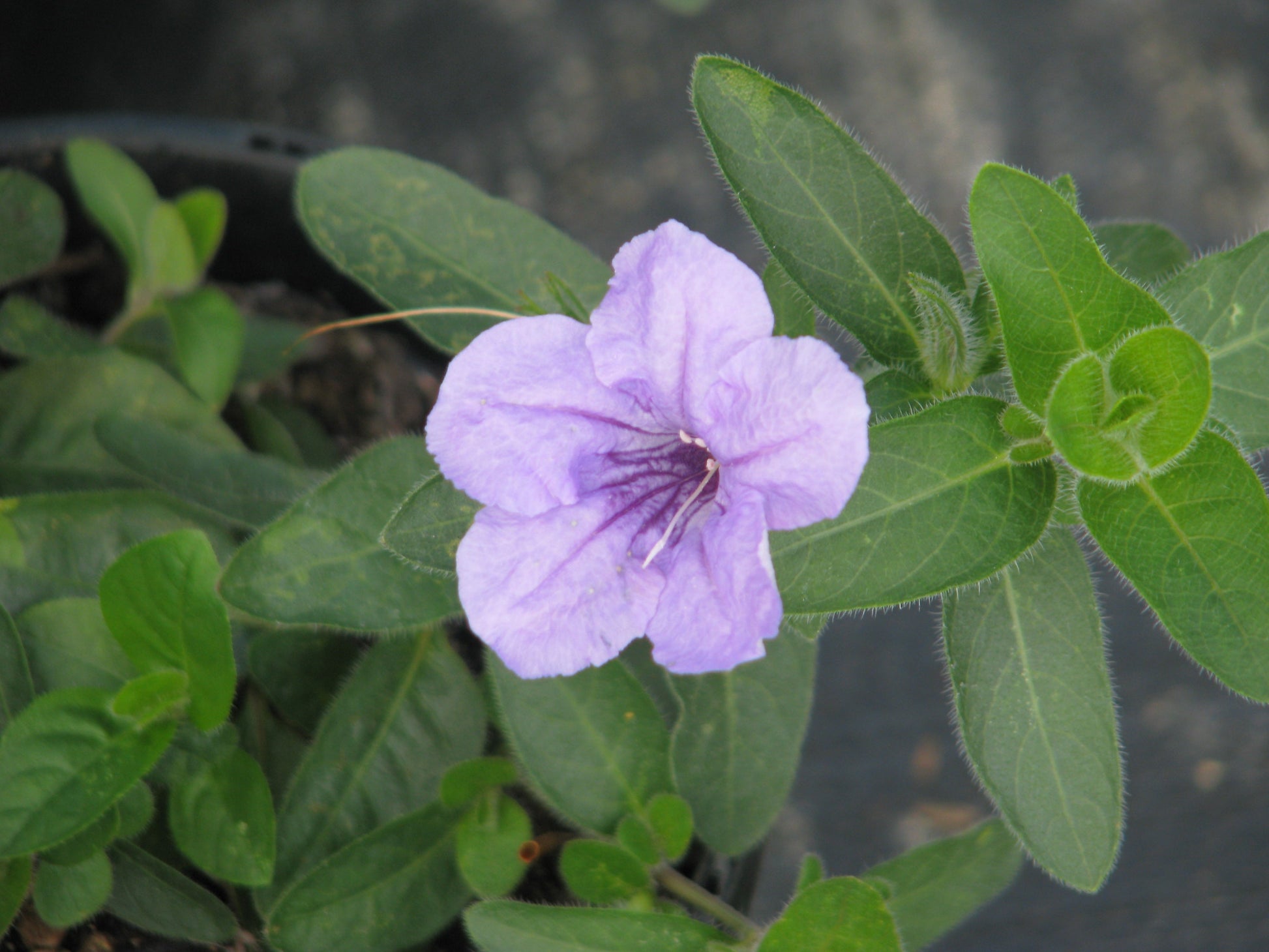 Ruellia humillis anpflanzung blume samen