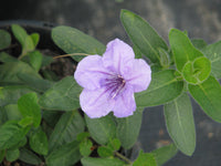 Ruellia humillis anpflanzung blume samen
