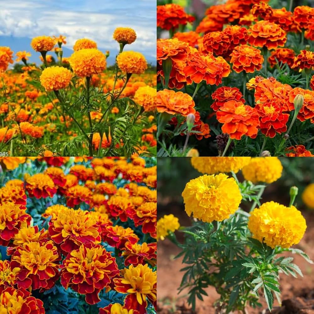 Non-gmo russian marigold blume samen