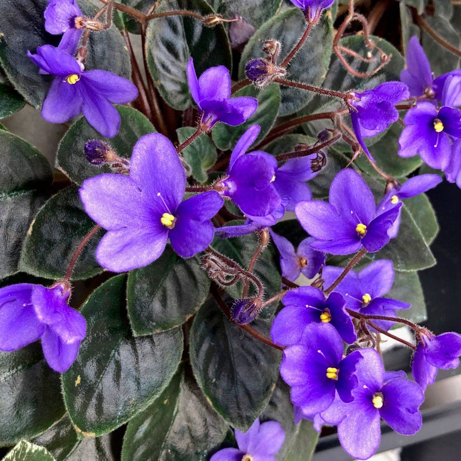 Non-gmo saintpaulia samen for home and indoor gardens