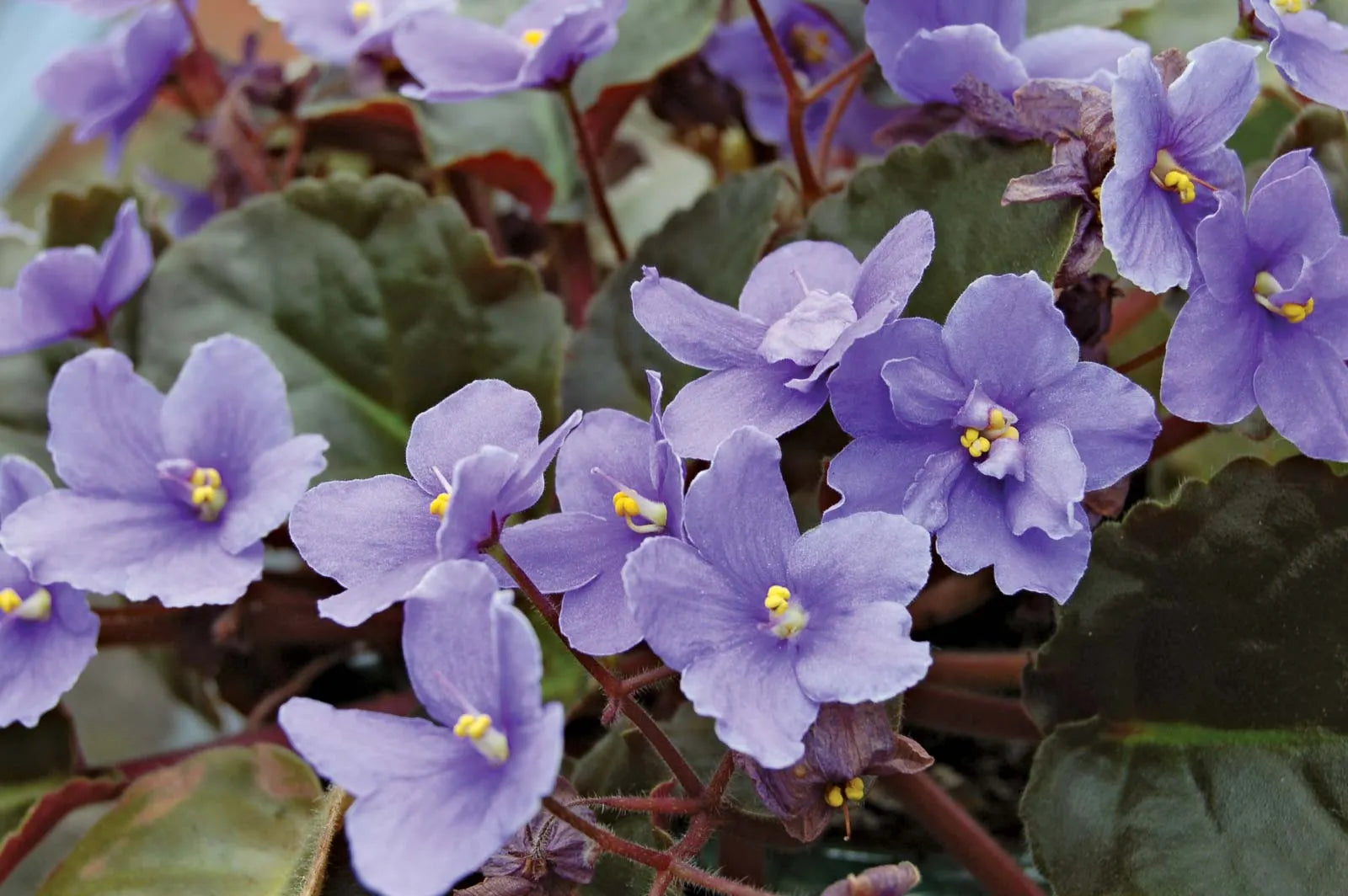 Non-gmo saintpaulia blume samen