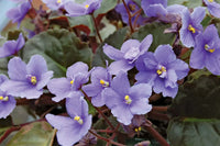 Non-gmo saintpaulia blume samen