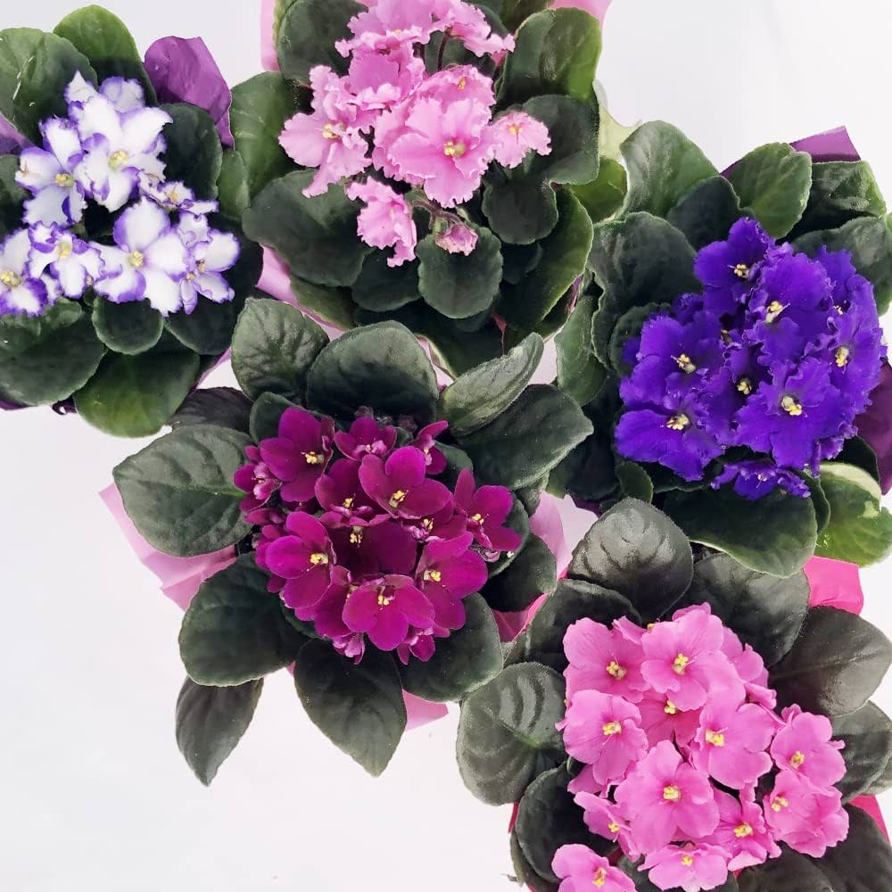 Non-gmo saintpaulia weiß violet blume samen