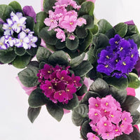 Non-gmo saintpaulia weiß violet blume samen