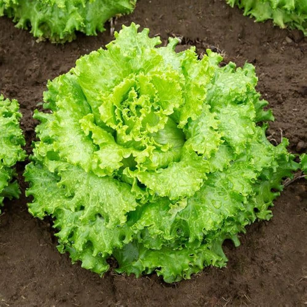 Non-gmo mixed salad greens samen