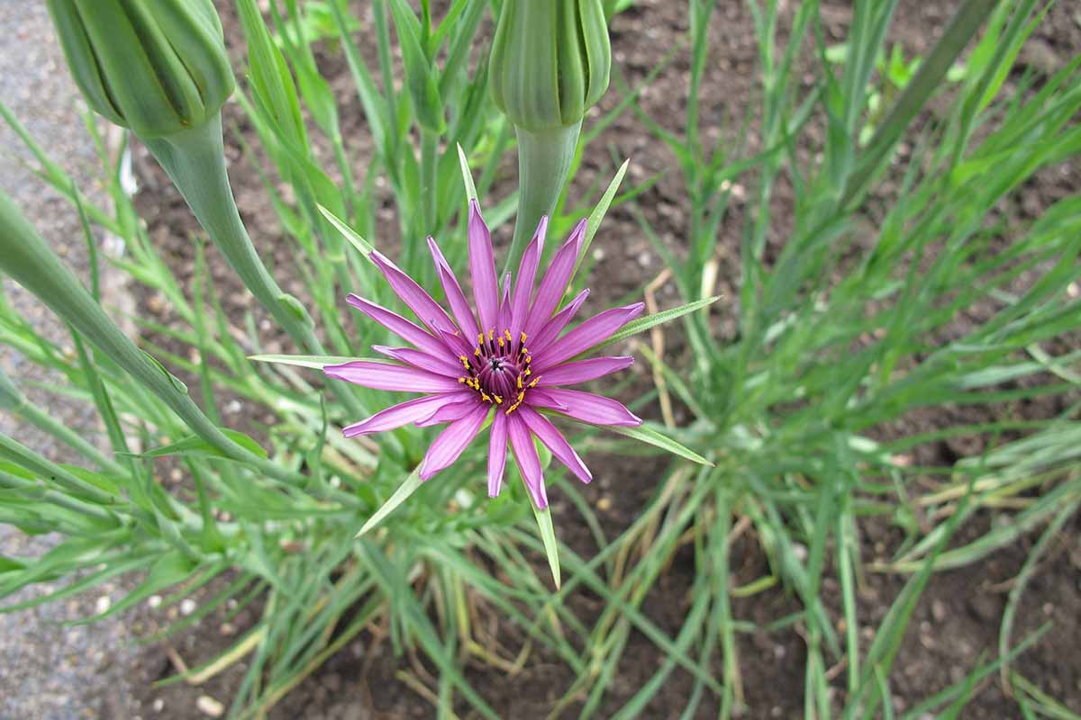 Non-gmo salsify edible samen