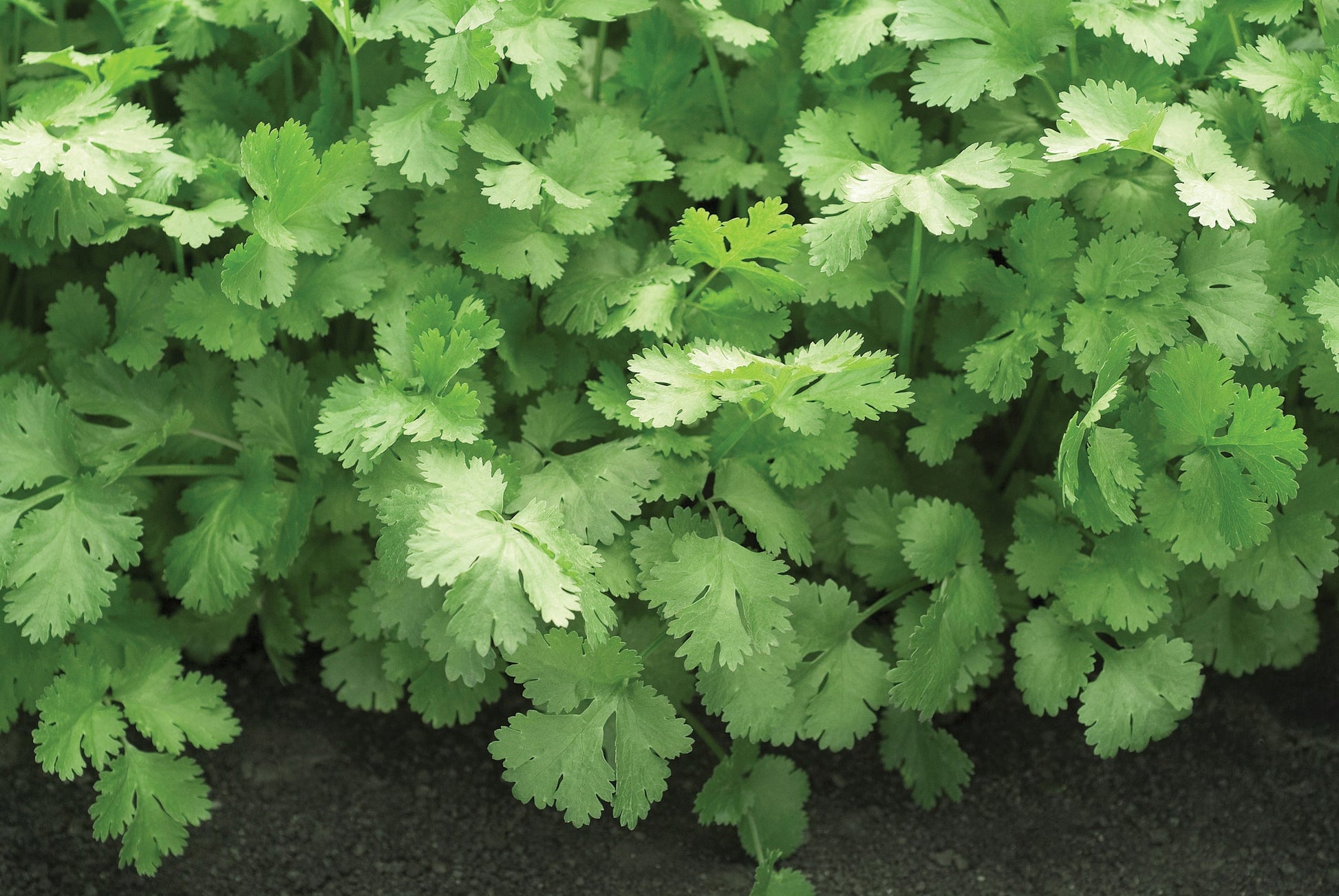 gentechnikfrei Santo Cilantro Samen for outdoor Gartenarbeit