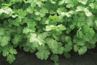 gentechnikfrei Santo Cilantro Samen for outdoor Gartenarbeit