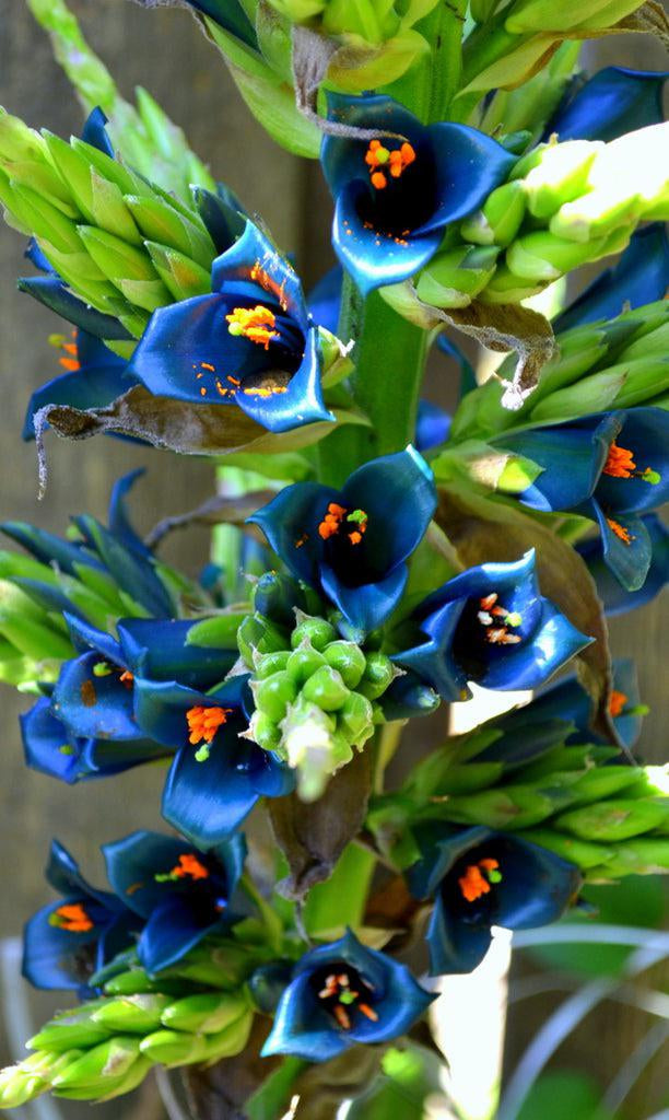 Non-gmo sapphire tower violet samen – elegant garten blume