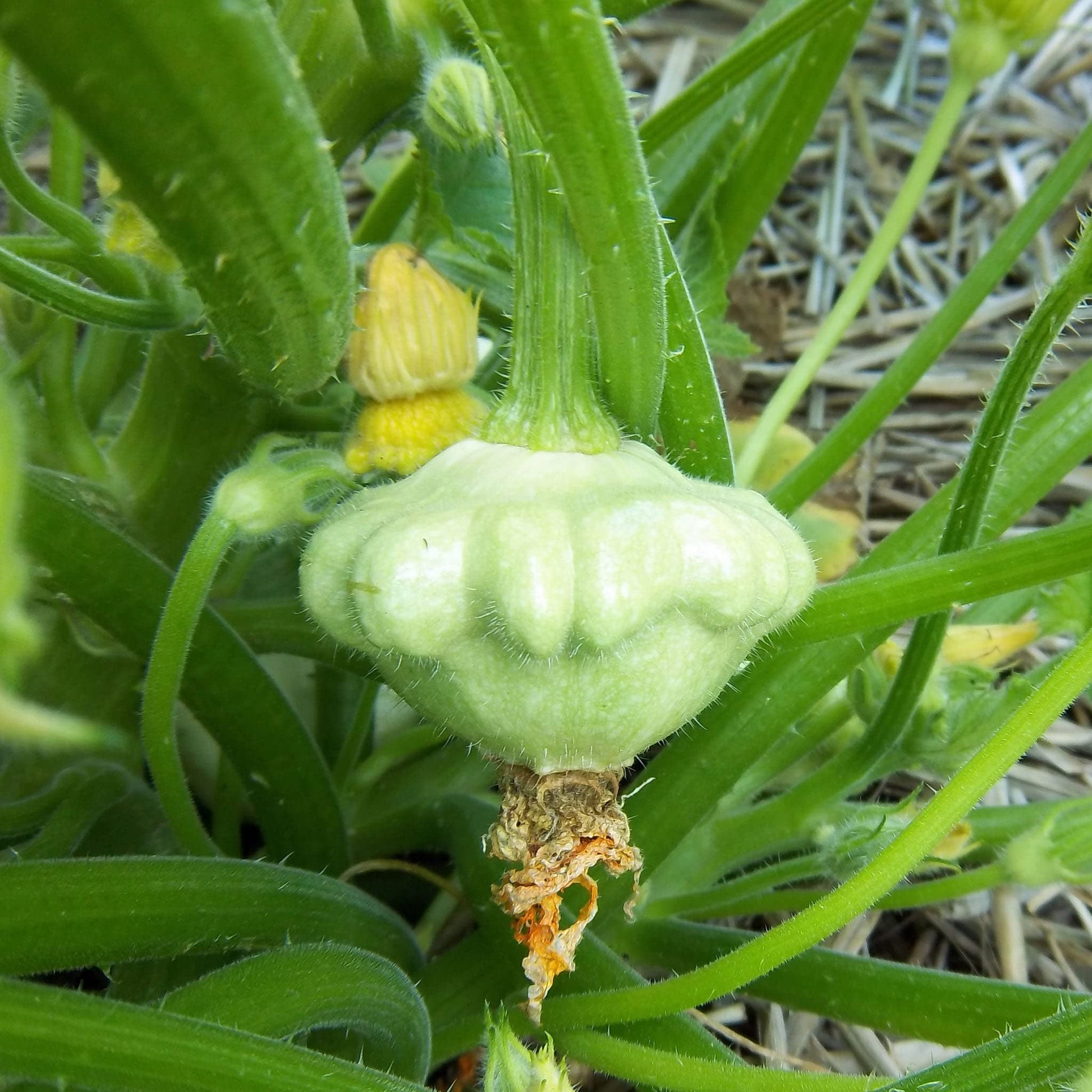 Non-gmo scallop squash samen für garten aussaat