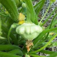 Non-gmo scallop squash samen für garten aussaat