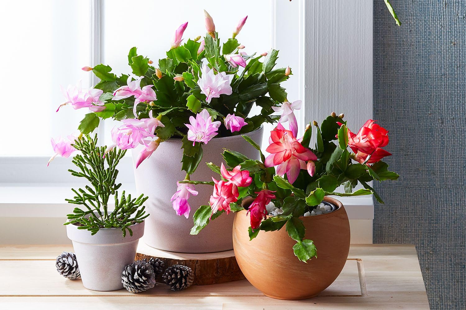 Non-gmo schlumbergera blume samen