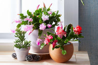 Non-gmo schlumbergera blume samen