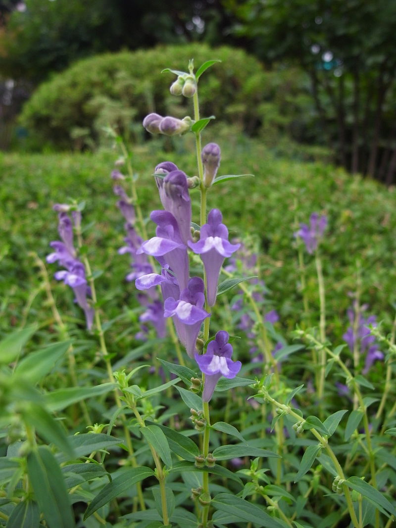 gentechnikfrei Scullcap wildflower Samen for native habitat gardens