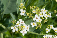 Non gmo seakale blume samen