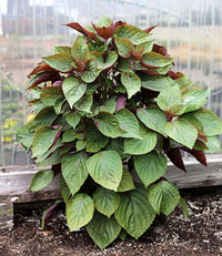 gentechnikfrei Shiso Samen producing purple-green bi-color leaves
