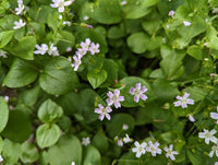 Young Candy Blume seedlings emerging from moist soil