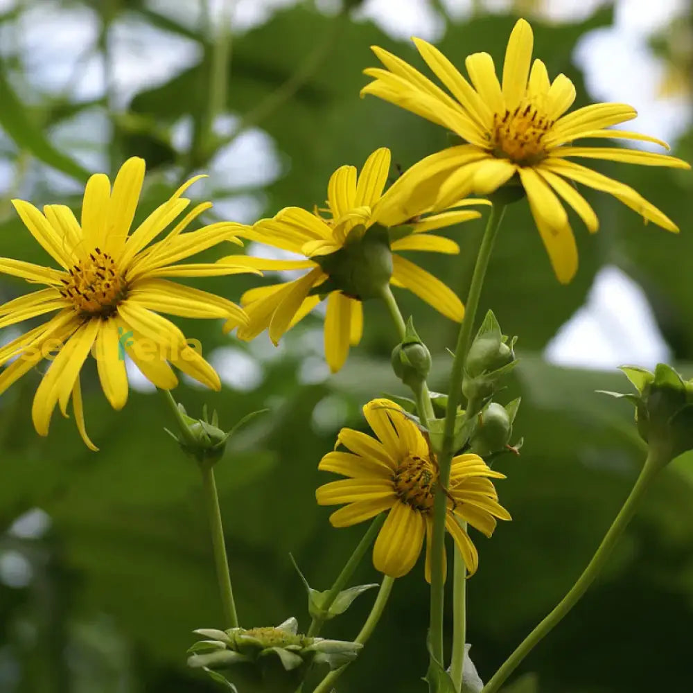 Non-gmo silphium perfoliatum blume samen