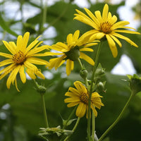 Non-gmo silphium perfoliatum blume samen