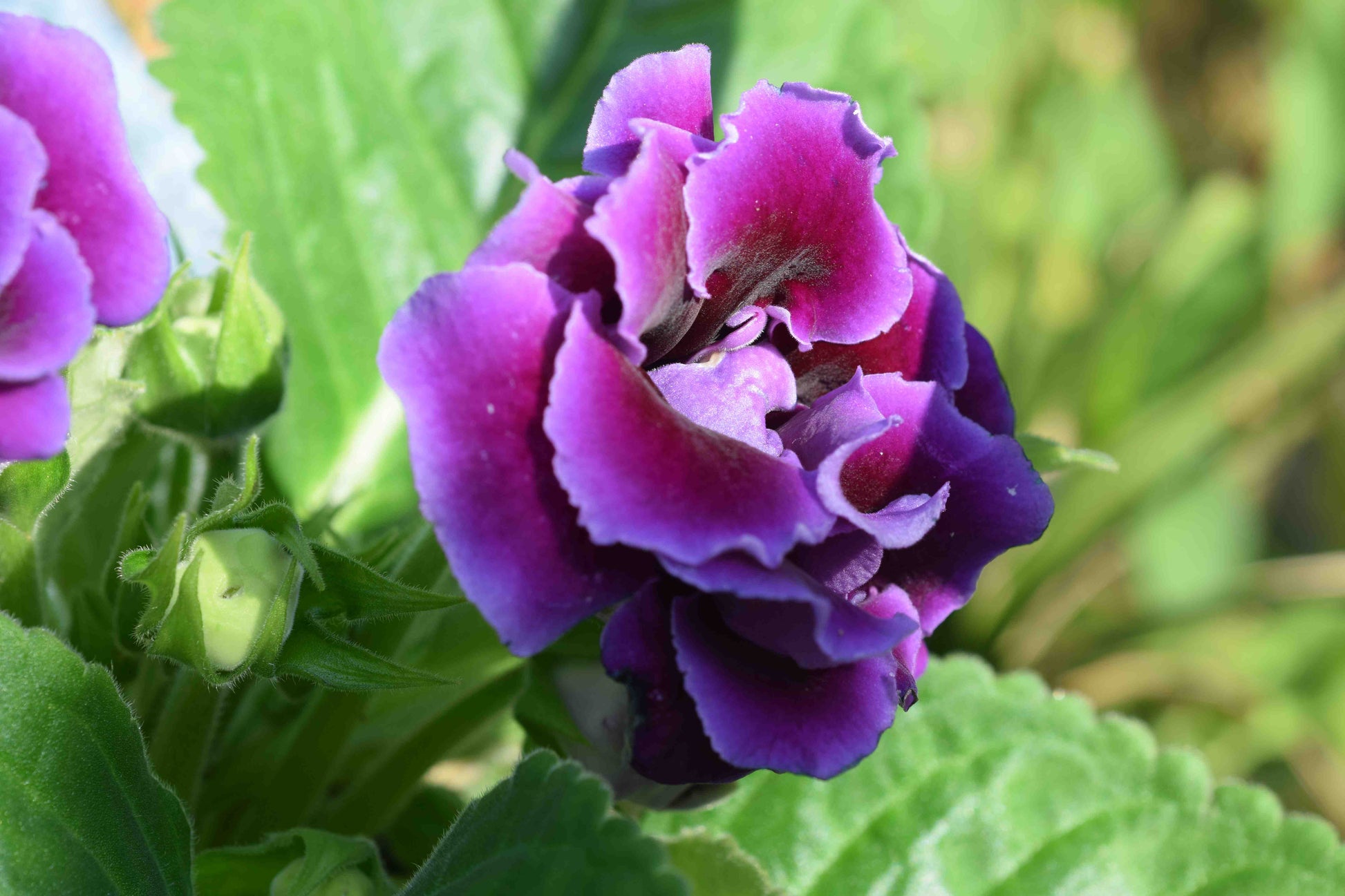Non-gmo sinningia gloxinia blume samen