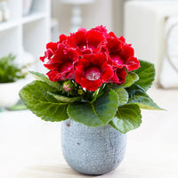 Premium non-gmo sinningia speciosa samen