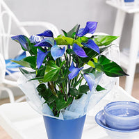 Non-gmo sky blau anthurium blume samen