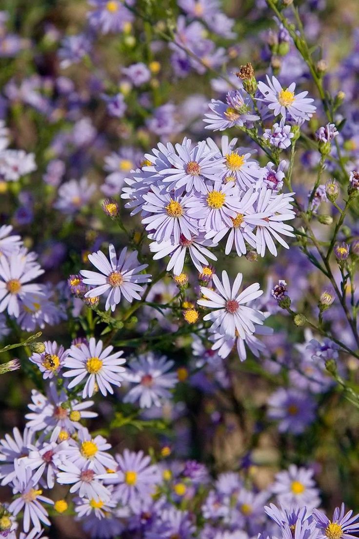Non-gmo sky blau aster samen for gardening