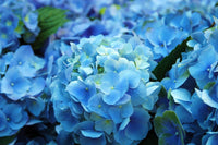 Premium non-gmo sky blau geranium samen