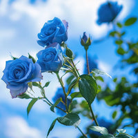 Non-gmo sky blau grey rose samen for gardening