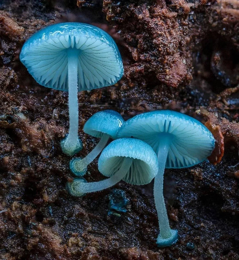 Non gmo sky blue pilz samen für cultivation