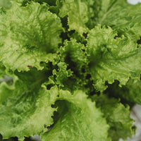Non-gmo slobolt lettuce samen