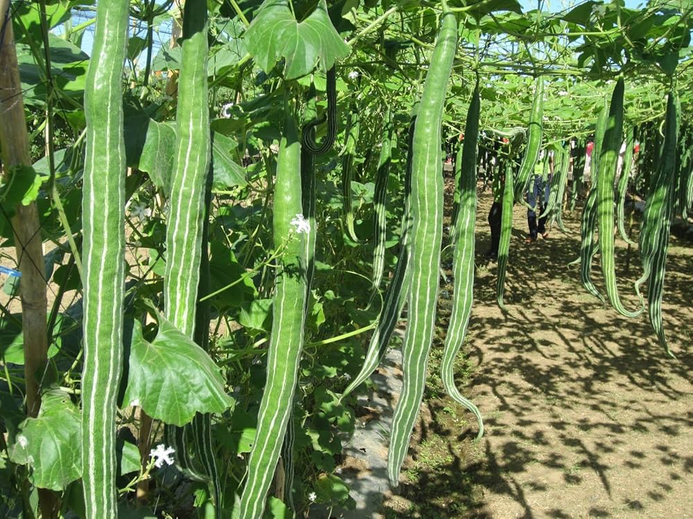 Non-gmo snake gourd samen für home gardening