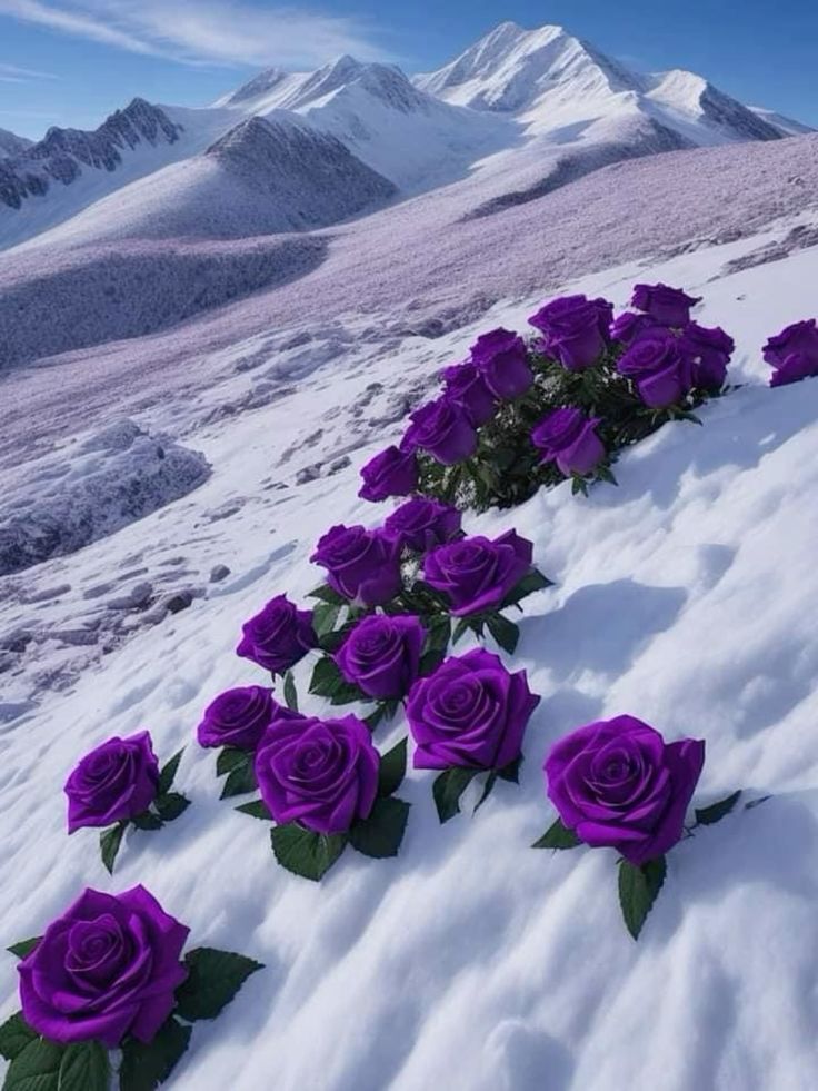 Non-gmo snow dark violet rose samen for home gardening