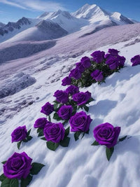 Non-gmo snow dark violet rose samen for home gardening