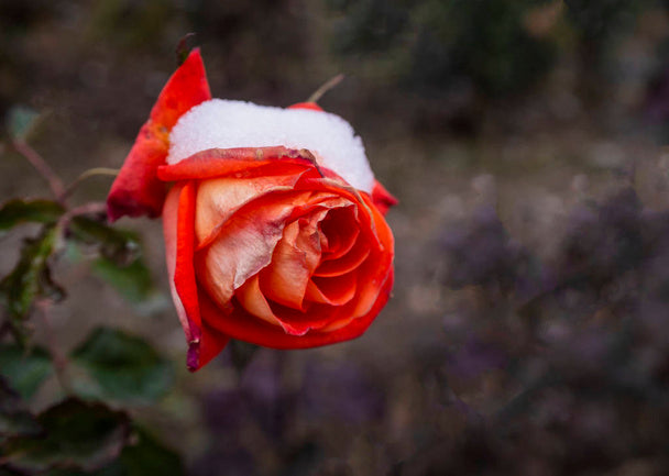 Non-gmo snow rose samen for easy garten anpflanzung