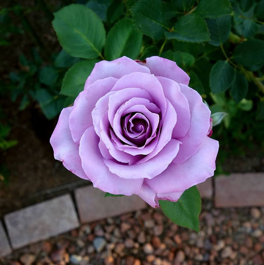 Non-gmo snow rose samen for elegant garten anpflanzung