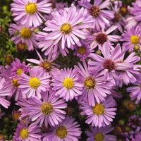 Non-gmo soft rosa aster samen for home gardening