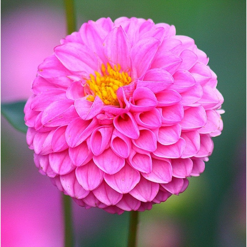 Non-gmo soft rosa dahlia samen for gardening