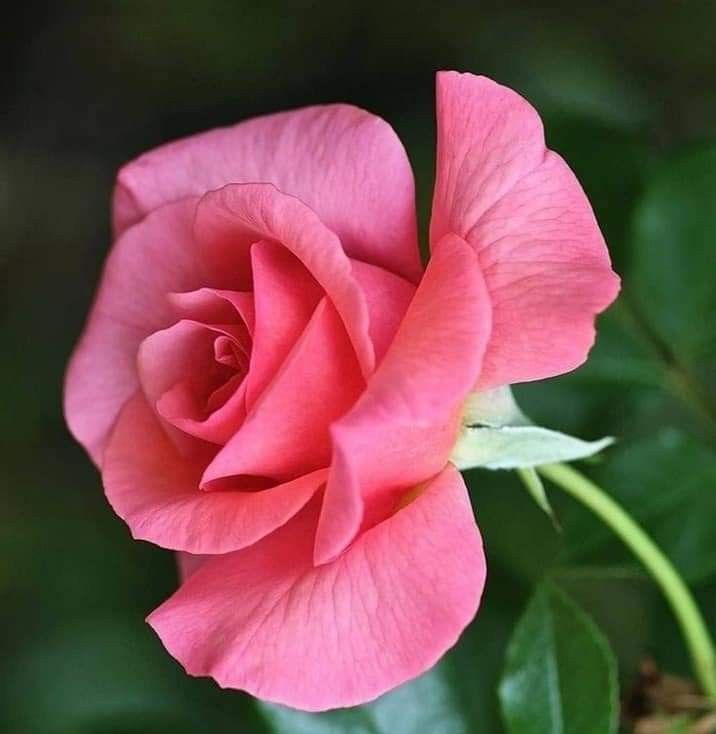 Premium non-gmo soft rosa rose samen